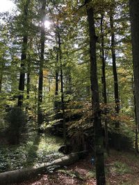 Trees in forest