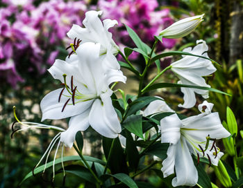 Close-up of white flowering plant