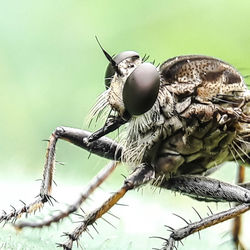 Close-up of insect on branch