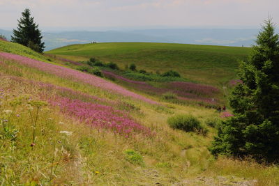 Scenic view of field against sky