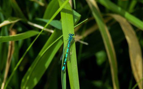 Close-up of damselfly on plant