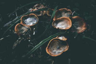 Mushrooms in the forest