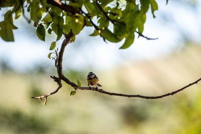 Low angle view of bird perching on branch