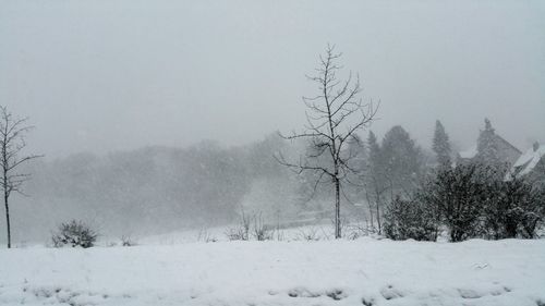 Trees on snow covered landscape