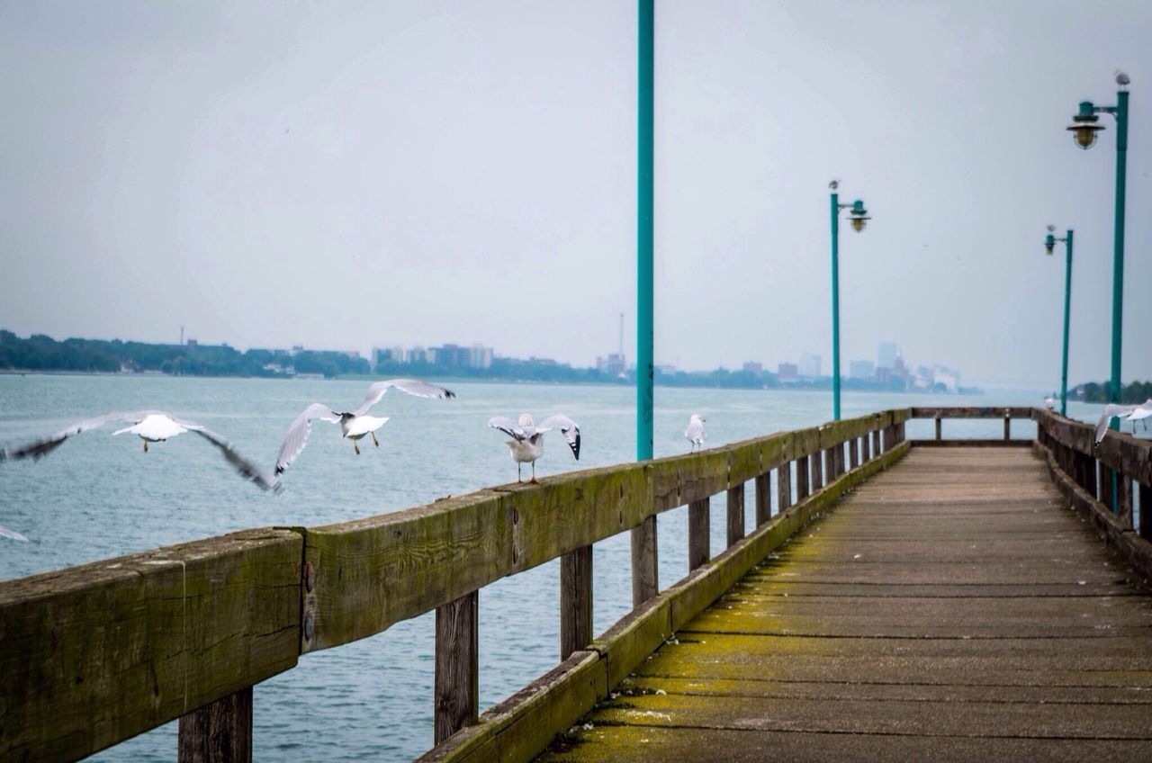 bird, animal themes, animals in the wild, wildlife, water, railing, seagull, pier, flying, built structure, medium group of animals, sky, the way forward, perching, flock of birds, river, clear sky, nature, lake