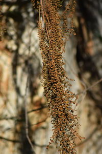 Close-up of lichen on tree