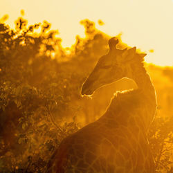 View of reptile on land during sunset