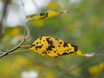 Close-up of butterfly on yellow leaves