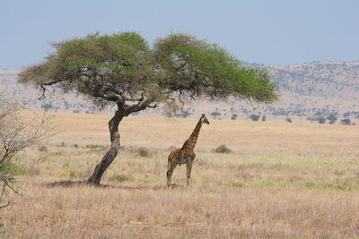 Giraffe standing on field against clear sky