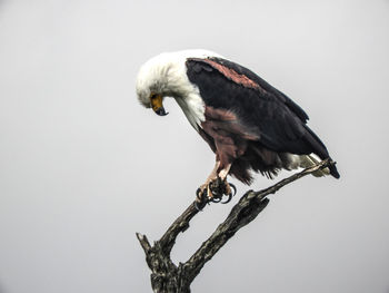 bird