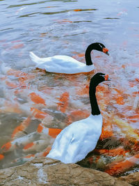 View of duck swimming in lake