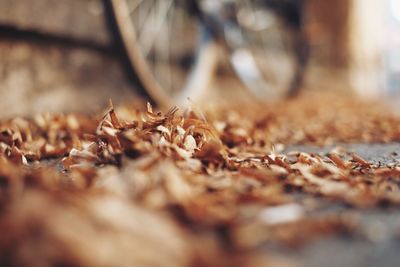 Surface level of fallen leaves