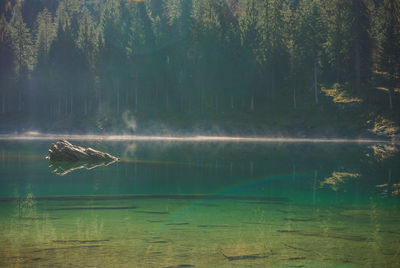 View of an animal swimming in lake