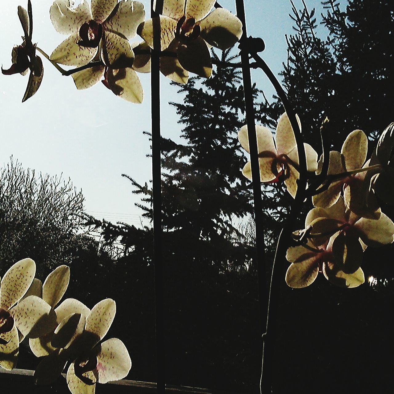 low angle view, growth, tree, lighting equipment, flower, branch, street light, clear sky, fragility, plant, leaf, hanging, nature, close-up, sky, freshness, no people, built structure, day, outdoors