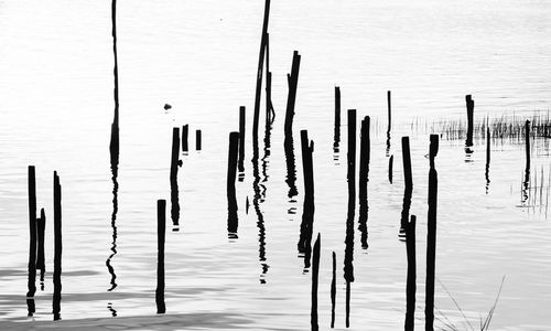 Wooden posts in lake