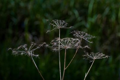 Close-up of dandelion