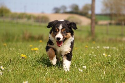 Portrait of puppy walking on grassy field