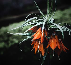 Close-up of orange flowering plant