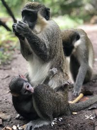 Monkeys sitting outdoors