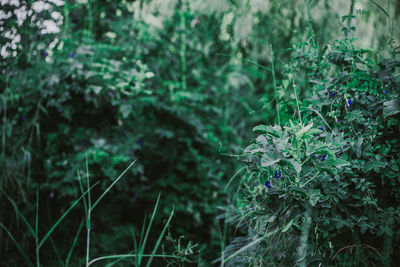 Close-up of flowering plants on land