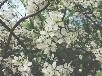 Close-up of white cherry blossoms in spring