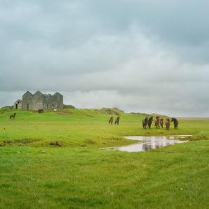 Sheep grazing on grassy field against cloudy sky