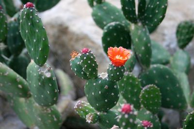 Close-up of purple flowering plant