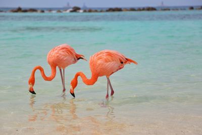 Birds by sea against sky