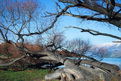 Low angle view of bare trees against clear sky