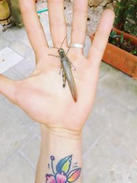 High angle view of hand holding insect