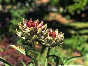 Close-up of flowering plant