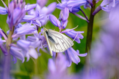 Close-up of butterfly pollinating on purple flower