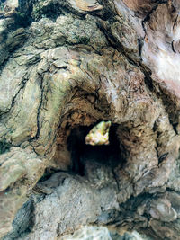 Full frame shot of tree trunk