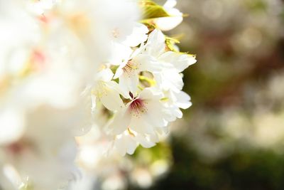 Close-up of white flowers blooming in park