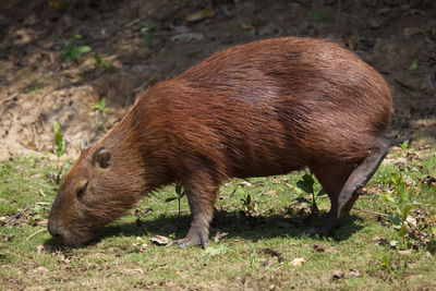 Side on portrait of capybara hydrochoerus hydrochaeris grazing on green grass, bolivia.