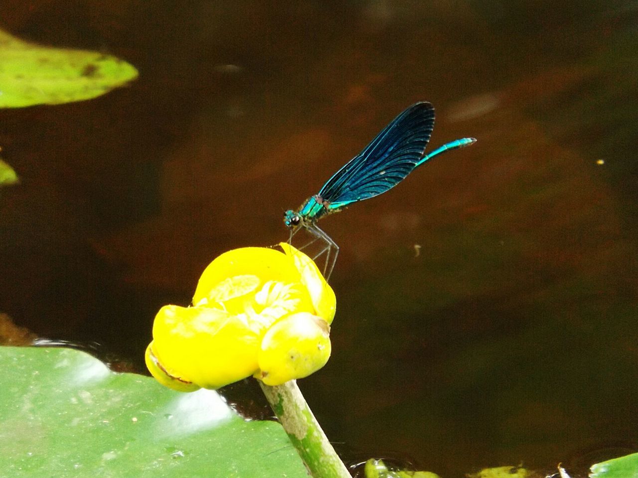 one animal, animals in the wild, animal themes, yellow, close-up, focus on foreground, wildlife, insect, butterfly - insect, blue, nature, beauty in nature, multi colored, outdoors, no people, perching, butterfly, green color, animal wing, selective focus