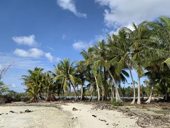 Palm trees on beach against sky