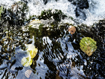 High angle view of moss growing on rock