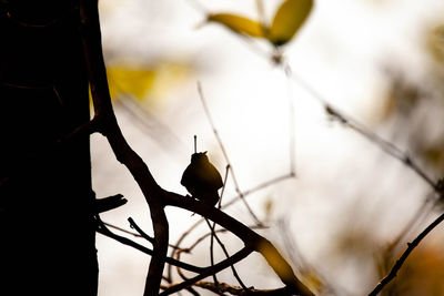 Low angle view of bird perching on branch