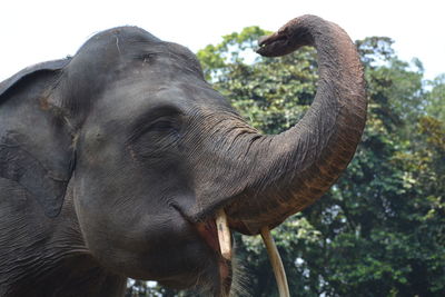 Close-up of elephant