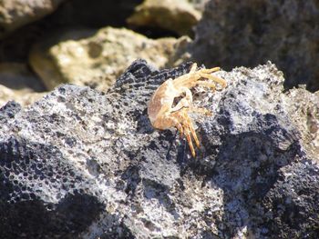 Close-up of lizard on rock