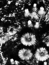 Close-up of dandelion