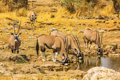 High angle view of oryx drinking water in lake