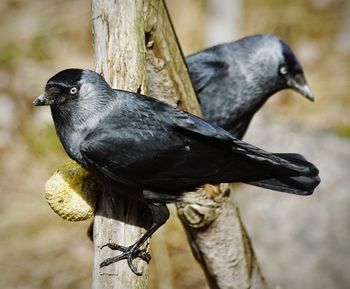 Close-up of bird perching outdoors