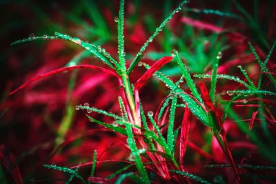 Close-up of wet plant