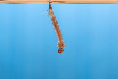 Close-up of fish swimming in sea