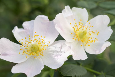Close-up of white cherry blossom