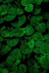 Full frame shot of green leaves