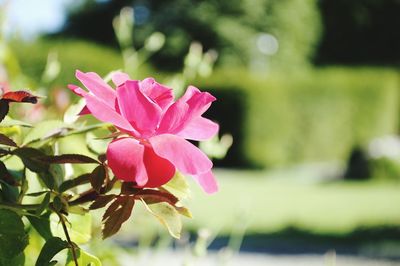 Close-up of pink flowering plant