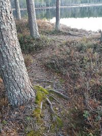 Plants growing on land in forest